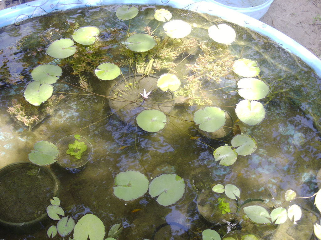 Nymphaea minuta July 26 06 Image015